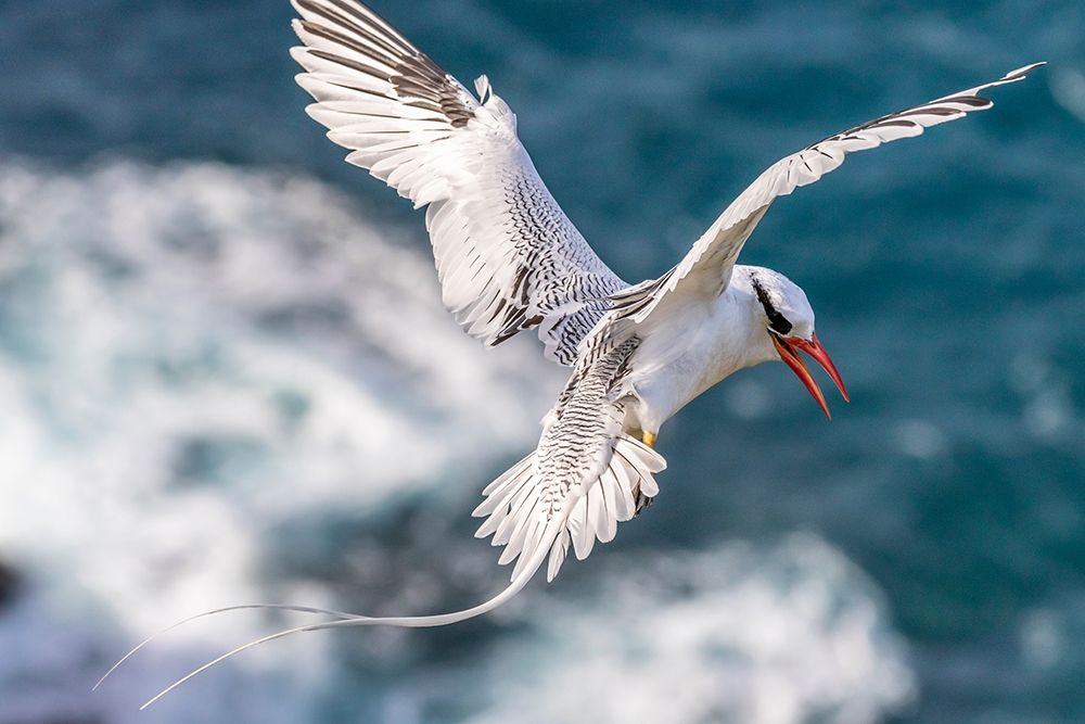 Caribbean-Little Tobago Island Red-billed tropicbird in flight